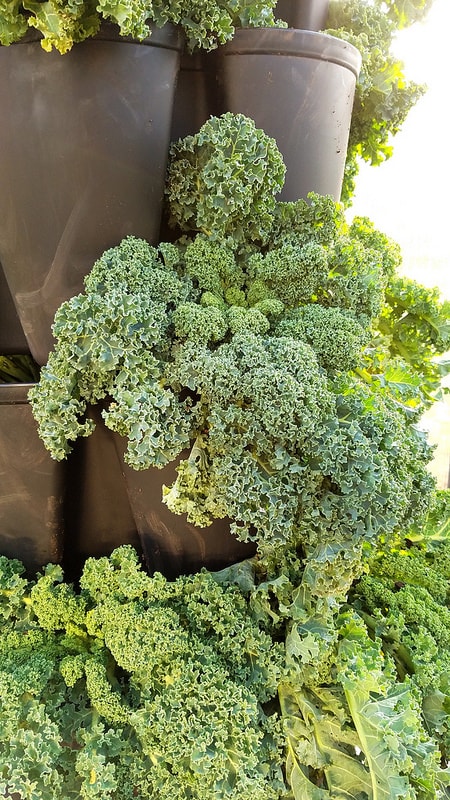 Grow Fresh Kale All Winter: Your Indoor Survival Guide